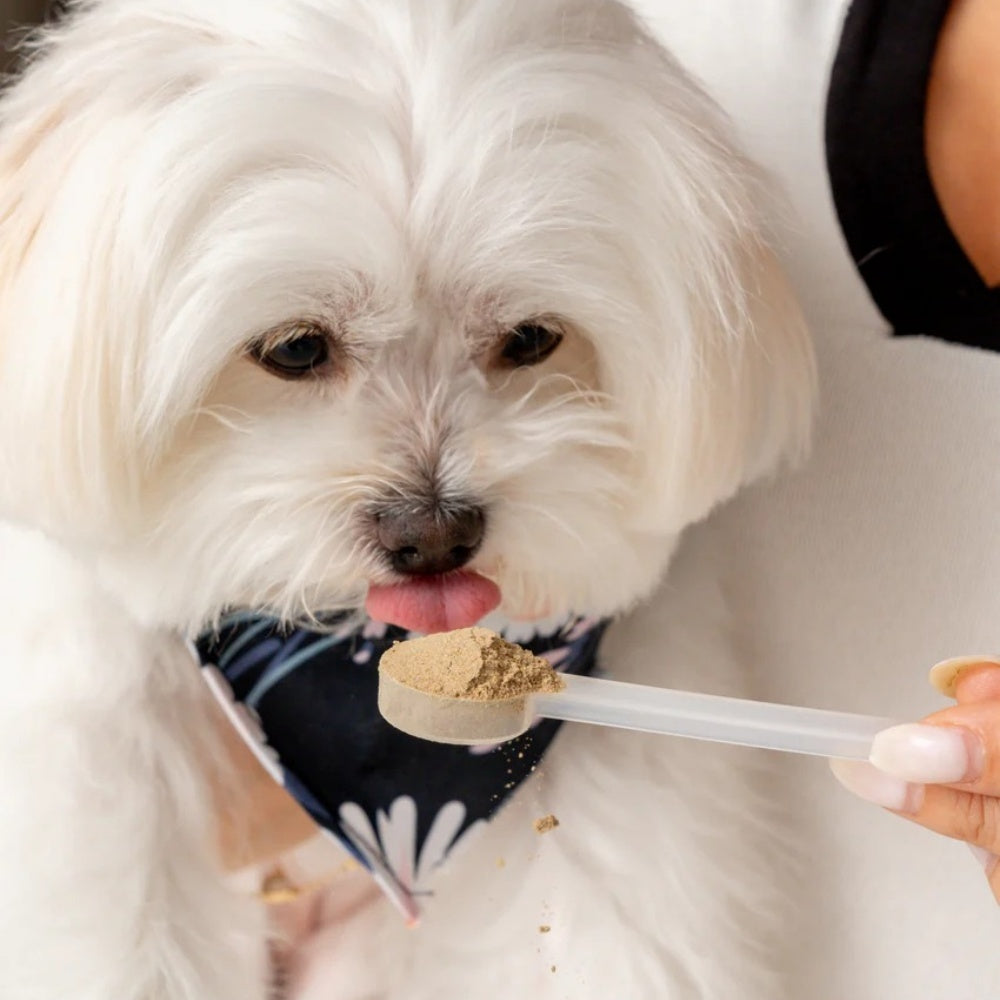 lron Paws Premium Dog supplement